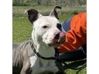 Adopt Mardi a Pit Bull Terrier