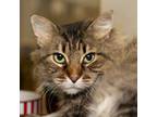 Adopt Franny a Domestic Medium Hair, Domestic Short Hair