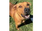 Adopt Ginger a Pit Bull Terrier, Mixed Breed