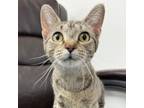 Adopt Peggy a Domestic Short Hair