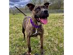 Adopt Gretchen a Pit Bull Terrier