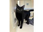 Adopt Lila a Domestic Short Hair