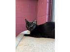 Adopt Gertie a Domestic Short Hair