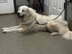 Adopt Snowbell a Great Pyrenees
