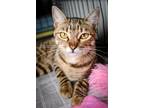 Adopt Lily a Domestic Short Hair