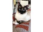 Adopt Boba a Siamese