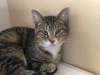 Adopt Blessing a Domestic Short Hair