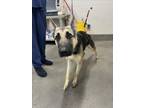 Adopt FERN a German Shepherd Dog