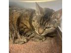 Adopt Princess a Domestic Short Hair