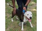 Adopt Missy a Pit Bull Terrier