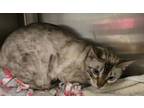 Adopt Cowabunga a Bengal, Domestic Short Hair