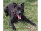 Adopt Yayoi a Staffordshire Bull Terrier, Mixed Breed