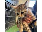 Adopt Feng Shui a Domestic Short Hair