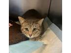 Adopt Jackpot a Domestic Short Hair