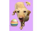 Adopt PAISLEY a Labrador Retriever