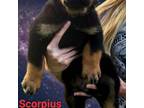 Scorpius