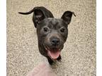 Adopt Lemon a Pit Bull Terrier, Mixed Breed
