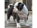 Olde English Bulldogge Puppy for sale in Fridley, MN, USA
