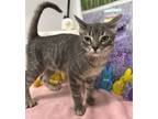 Adopt Posey a Domestic Short Hair