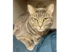 Adopt Pearl a Domestic Short Hair