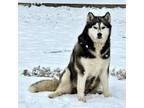 Adopt Mary D15671 a Husky