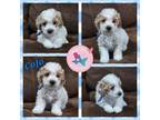 Poodle (Toy) Puppy for sale in Vernon, TX, USA