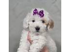 Poodle (Toy) Puppy for sale in Vernon, TX, USA