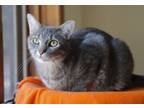 Adopt Francis a Domestic Short Hair