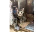 Adopt Tula a Domestic Short Hair