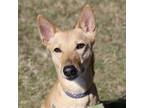 Adopt Lyla a Pharaoh Hound, Mixed Breed