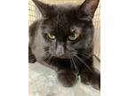 Adopt Styx 29936 a Domestic Short Hair