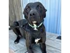 Adopt Cashmere K 3 a Pit Bull Terrier, Mixed Breed
