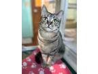 Adopt Lollipop a Tabby