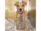 Adopt FUJI a Pit Bull Terrier, Mixed Breed