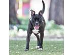 Adopt FISHY a Pit Bull Terrier, Mixed Breed