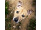 Adopt BELLA a German Shepherd Dog, Mixed Breed