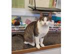 Adopt Thyme a Domestic Short Hair