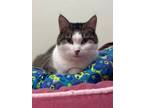 Adopt Thyme a Domestic Short Hair