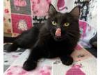 Adopt Lucy a Domestic Long Hair