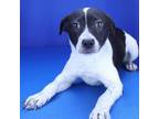 Adopt Avery- 032211S a Pointer