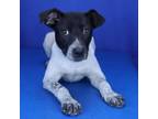 Adopt Aria- 032212S a Pointer