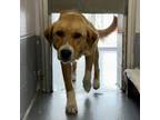 Adopt Pippa a Yellow Labrador Retriever