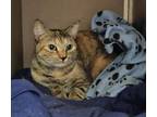 Adopt MINX a Domestic Short Hair