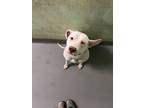 Adopt Blossom a Mixed Breed