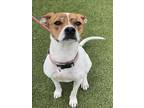 Adopt SHRIMP a Pit Bull Terrier, Mixed Breed