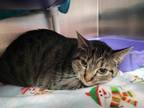 Adopt KADABRA a Domestic Short Hair