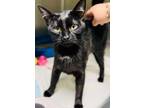 Adopt Onyx a Domestic Short Hair, Bombay