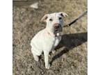 Adopt Abercrombie--In Foster a Shar-Pei, Labrador Retriever