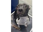 Adopt Tilly a Pit Bull Terrier, Mixed Breed