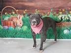 Adopt KULA a Pit Bull Terrier, Mixed Breed